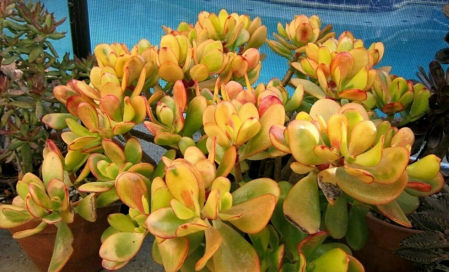 Hummel Sunset Jade Succulent Cuttings – 2 Live Unrooted Crassula Ovata ‘Hummel’s Sunset’ Clippings for Propagation