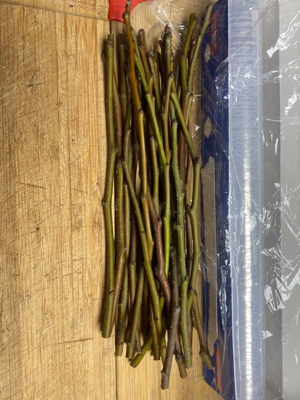 Olive Tree Cutting – Fresh Unrooted Olea europaea Propagation Material for Garden or Container Planting