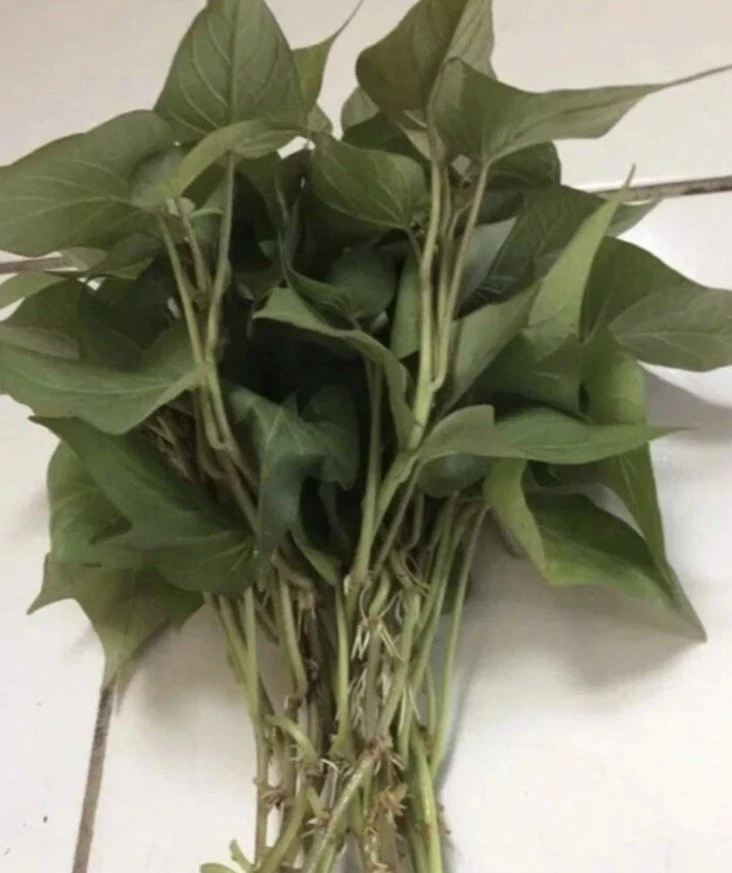 Purple Sweet Potato Slips – 10 Live Ipomoea Batatas Cuttings for Warm Season Planting