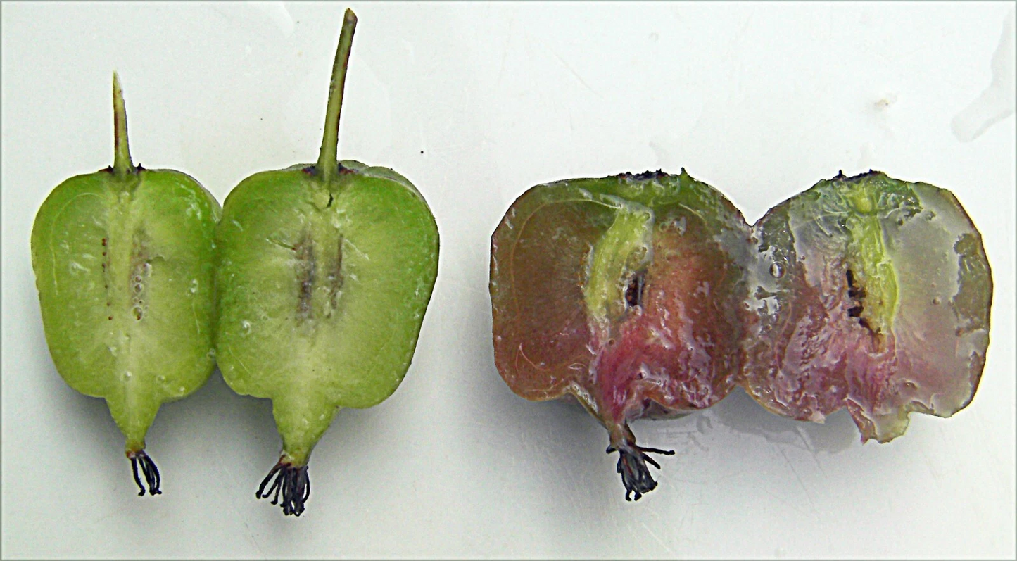 Seedless Hardy Kiwi Vine Cuttings – Actinidia deliciosa, Climbing Fruit Vine for Propagation, Garden Support