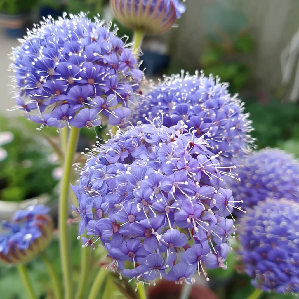 Blue Lace Flower Seeds | Didiscus Trachymene Coerulea | Annual Cut Flower & Garden Ornamental