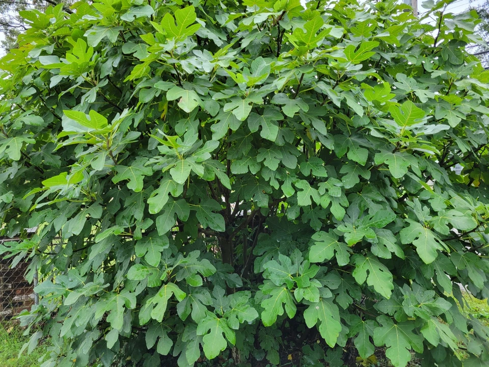 Unrooted Celeste Fig Tree Cuttings – Ficus carica ‘Celeste’ for Propagation, Container & Garden Growing, Set of 6