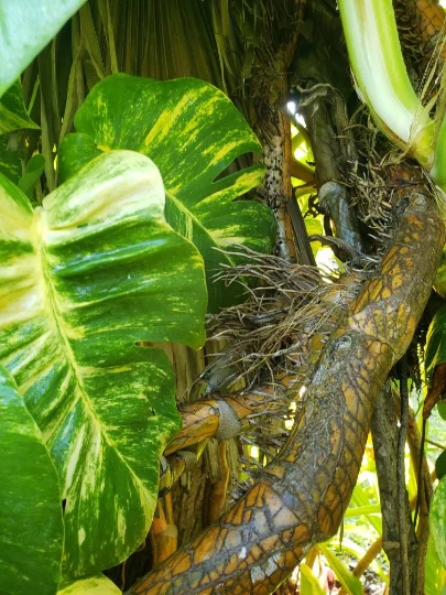 Golden Queen Hawaiian Pothos Node Cutting Live with Aerial Root for Propagation - Epipremnum aureum
