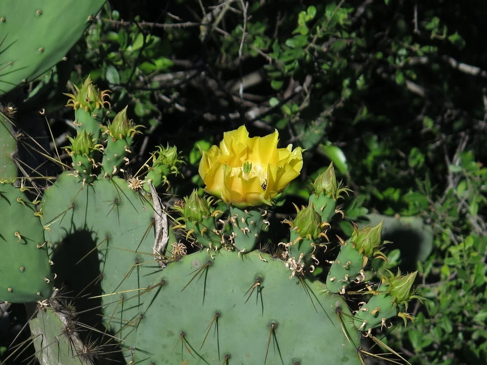Engelmann's Prickly Pear Cactus Cutting – Unrooted Opuntia engelmannii Pad Segment for Propagation, Drought-Tolerant Succulent, Garden & Container Plant