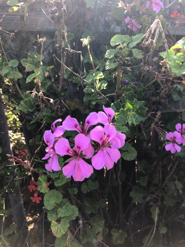 Purple Ivy Geranium Cutting 6 Inch Pelargonium Peltatum Trailing Plant for Hanging Baskets and Containers