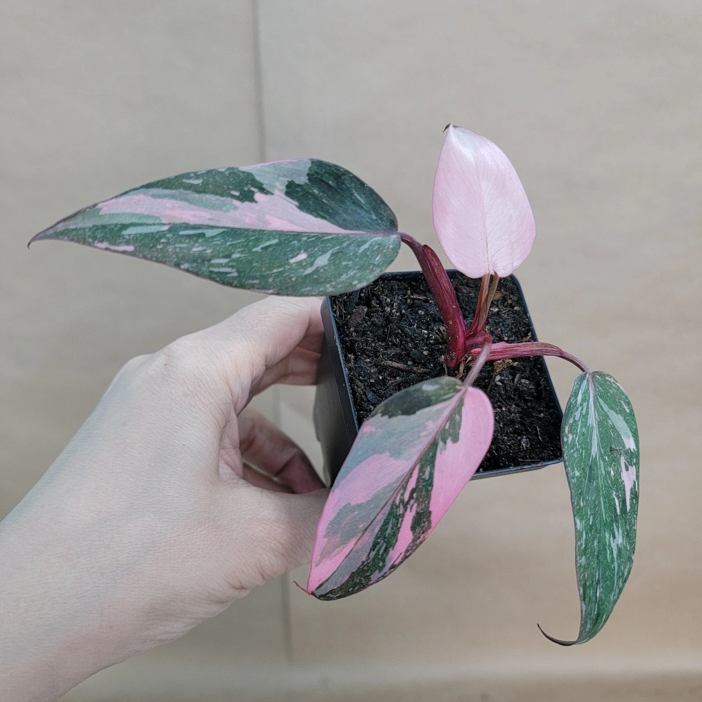 Philodendron Pink Princess Live Plant – Variegated Pink and Green Foliage – 3-Inch Pot – Indoor Houseplant – Philodendron erubescens