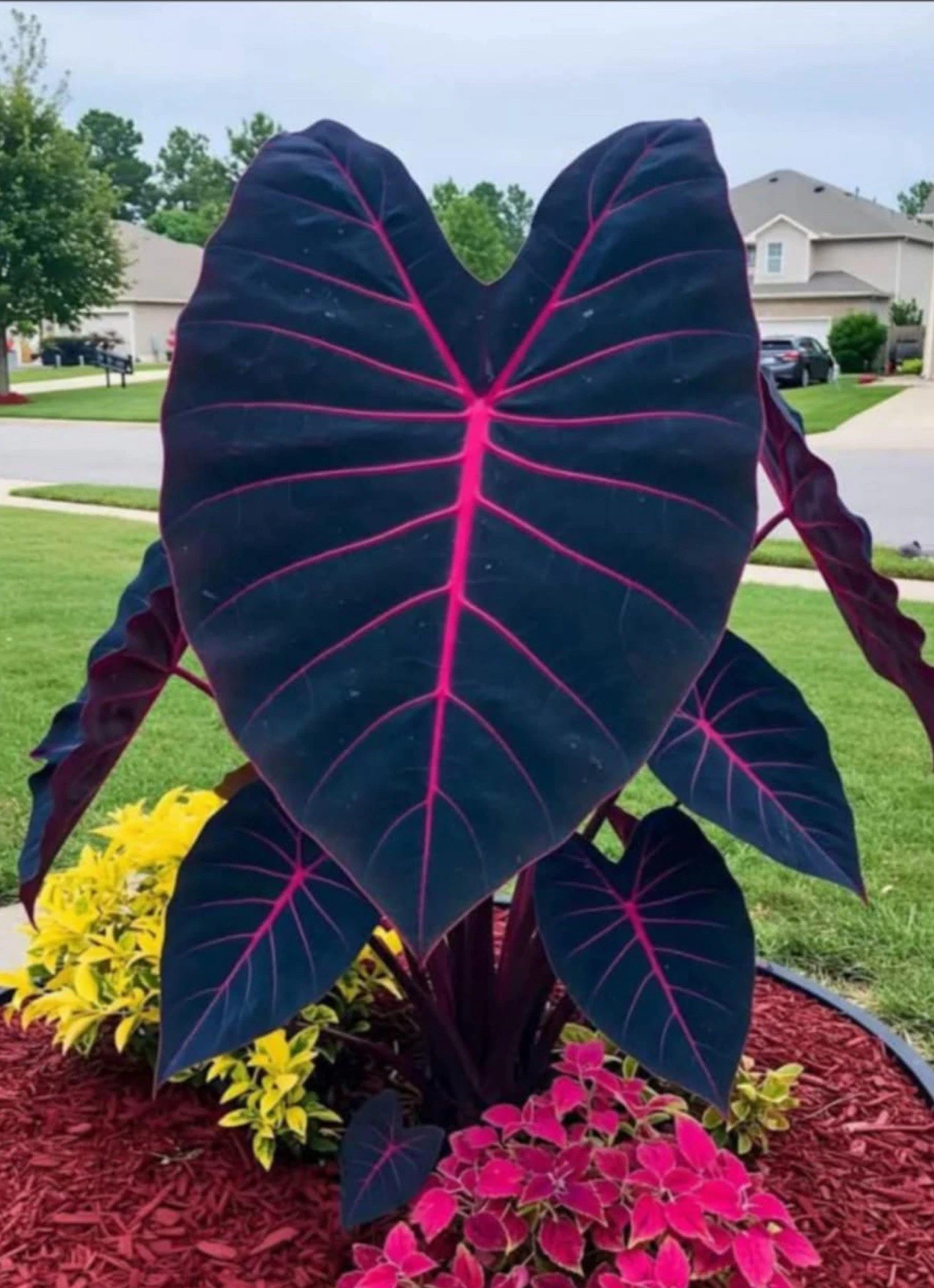 Elephant Ear Plant | Rooted Starter | Variegated Green Foliage | Colocasia esculenta 'Butterfly Beauty'