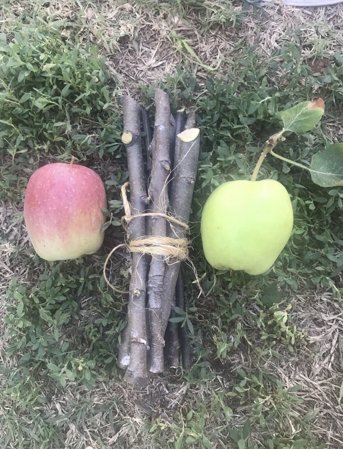 Apple Tree Cuttings Set of 3 Organic Unrooted Live Branches for Grafting & Propagation – Malus domestica