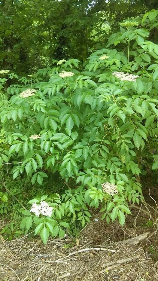 American Elderberry Cuttings Sambucus Canadensis Wholesale 50 Pack Unrooted Shrub for Propagation