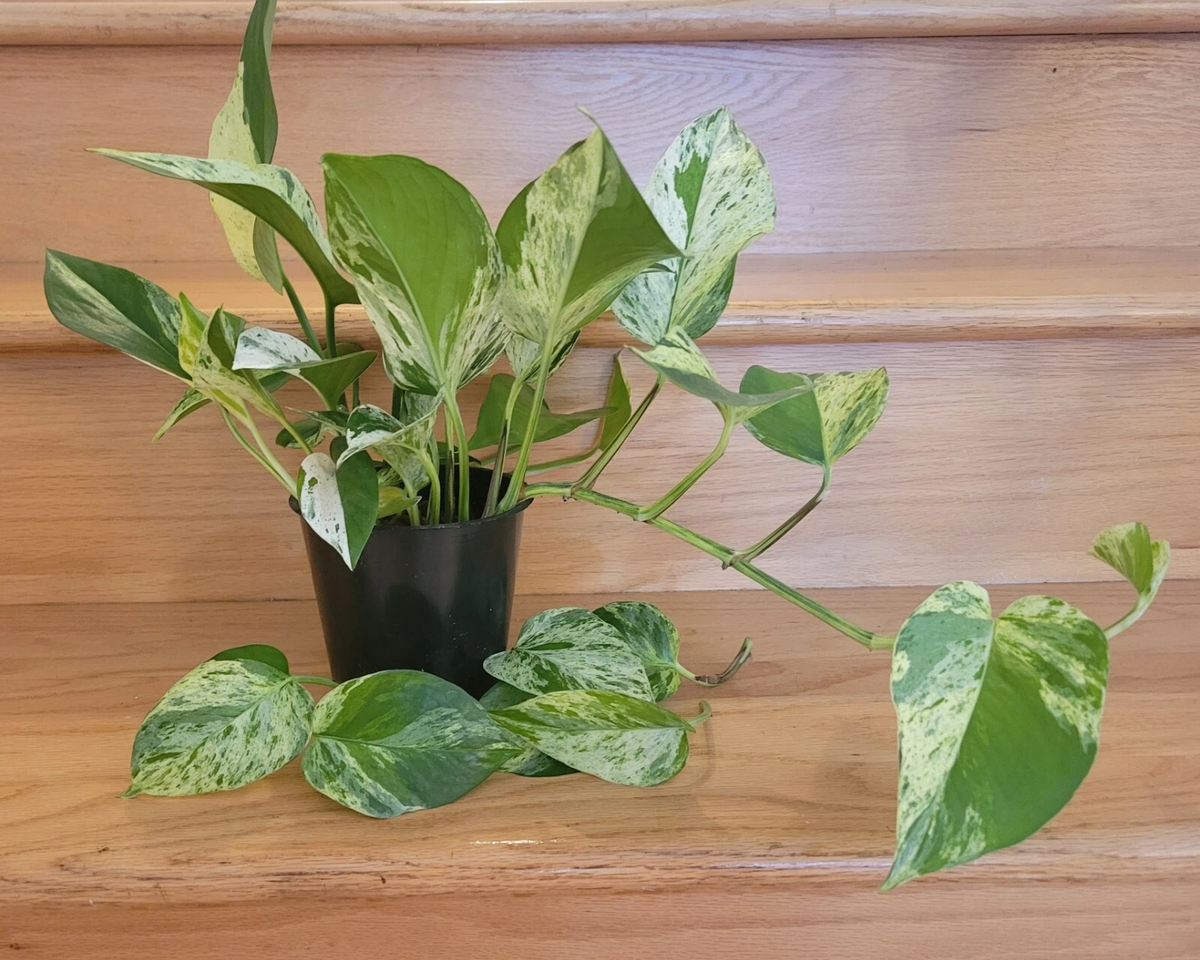 Golden Jade Pothos Cuttings Set of 3 - Unrooted Epipremnum aureum Variegated Indoor Plant