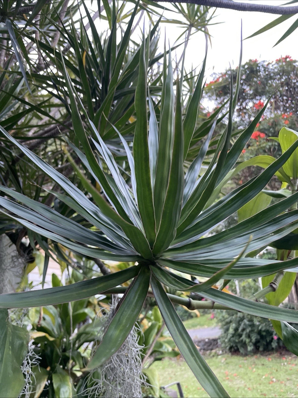 Hawaii-Grown Dracaena Marginata Cuttings – 3 Madagascar Dragon Tree Unrooted Propagation Plants, Indoor Foliage, Green with Red Edges