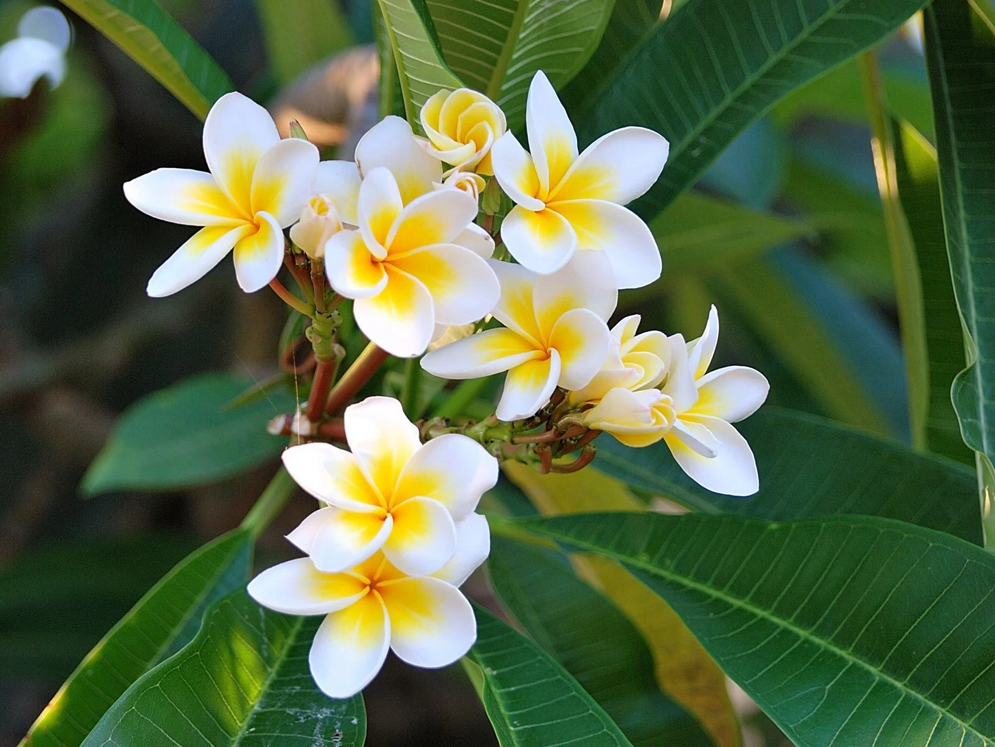 Plumeria Celadine Cutting 17-19 Inch Multi Tip Unrooted Frangipani Propagation Plant