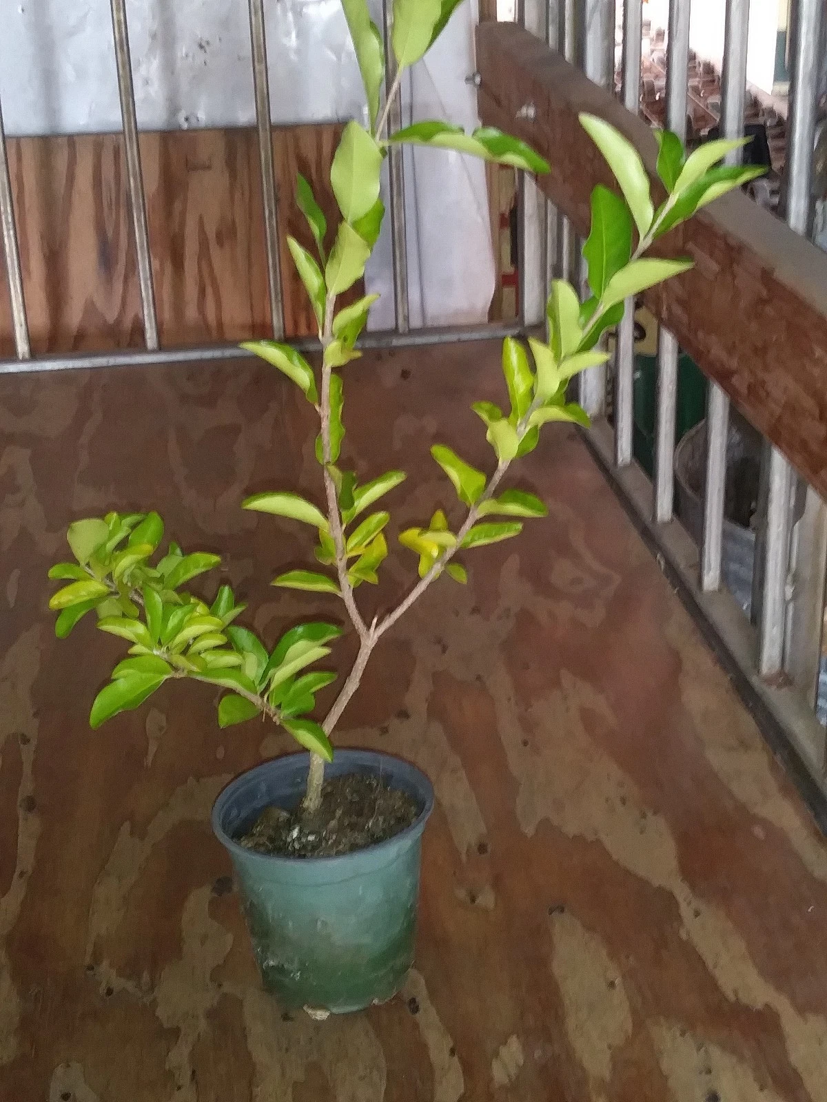 Live Barbados Acerola Cherry Tree Plant – Malpighia Emarginata, 12-Inch Cut Back Starter for Container & Garden
