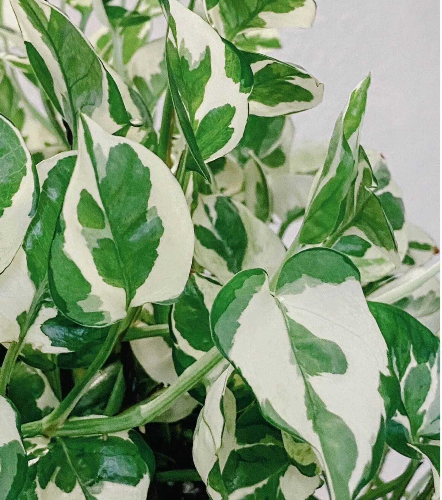 NJoy Pearl and Jade Pothos Cuttings – 4 Live Indoor Houseplant Vines, Epipremnum aureum Variegated Trailing Plant