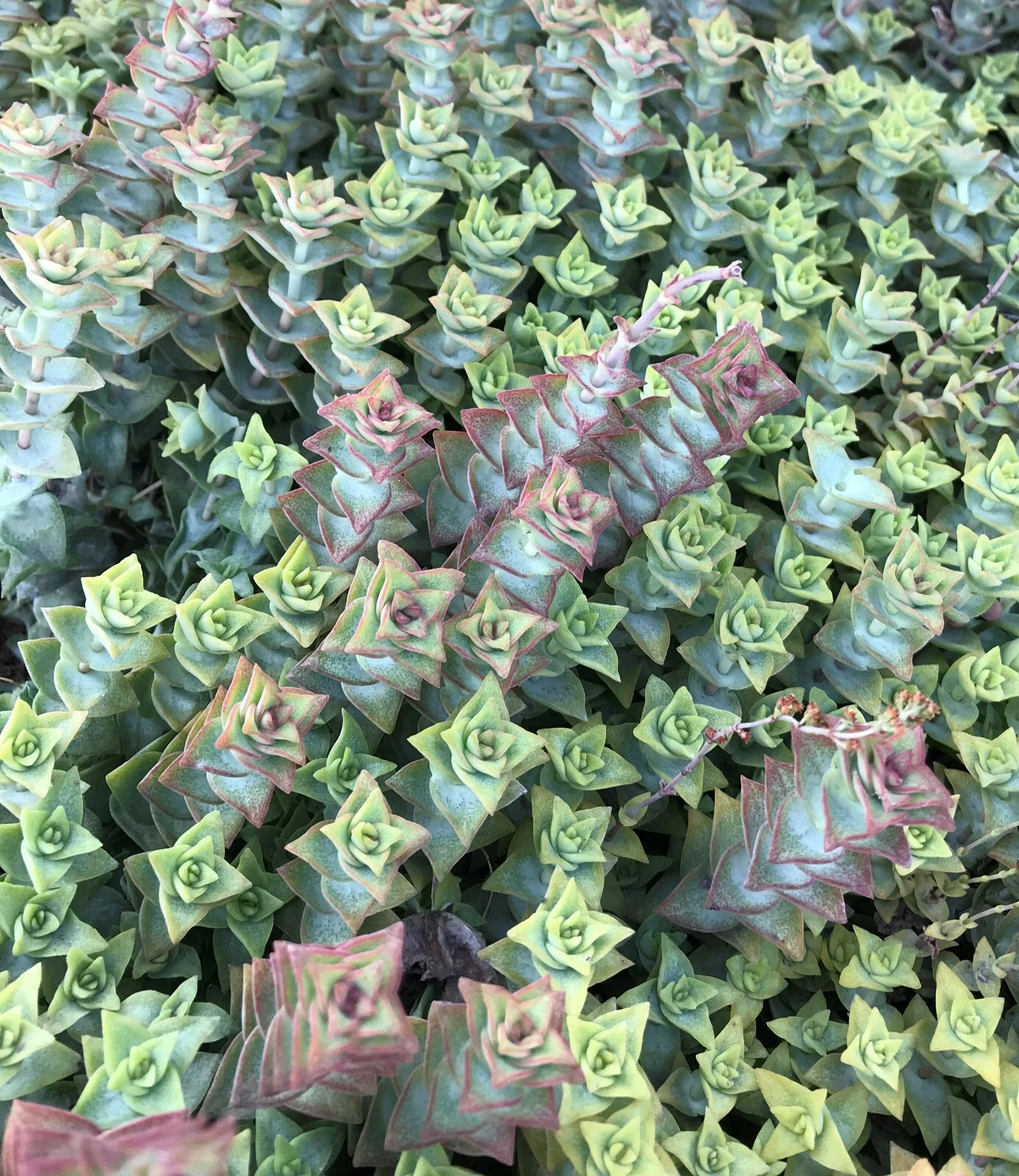 Crassula Perforata Variegata Cuttings – 15 Live String of Buttons Succulent Propagation Unrooted Plantlets