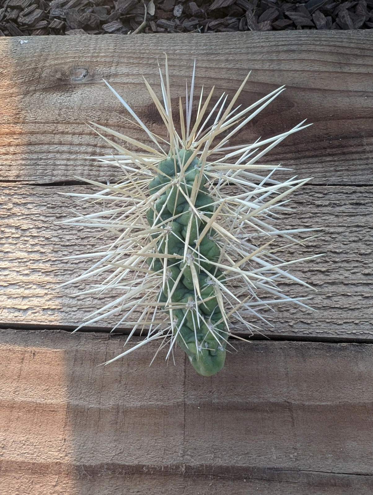 Jumping Cholla Cactus Cutting – Cylindropuntia Fulgida Live Segment for Desert Garden, Rock Garden, Container Planting