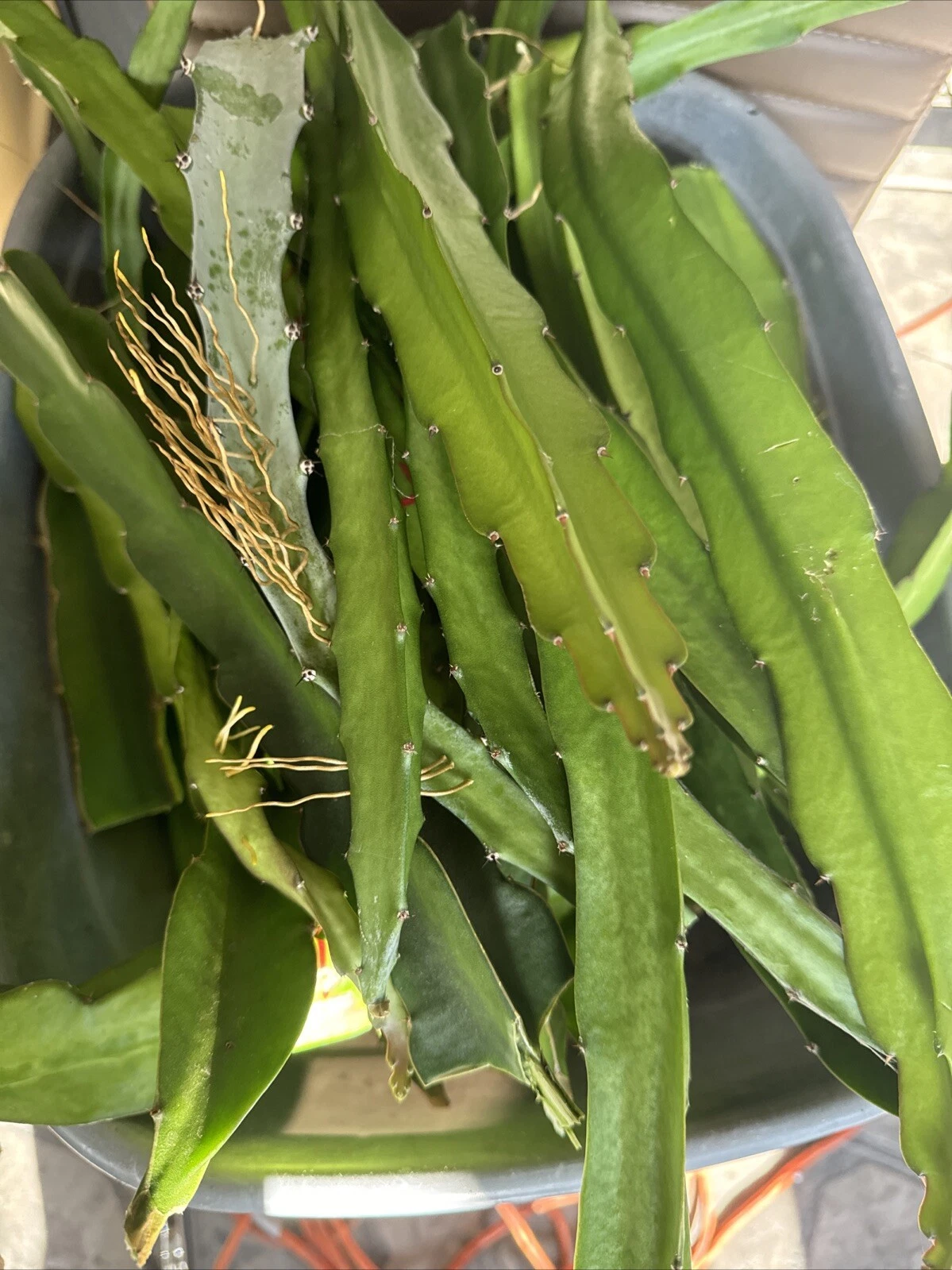 Graffiti Dragon Fruit Cuttings – Live 8+ Inch Climbing Cactus Vine Selenicereus sp. for Planting & Propagation