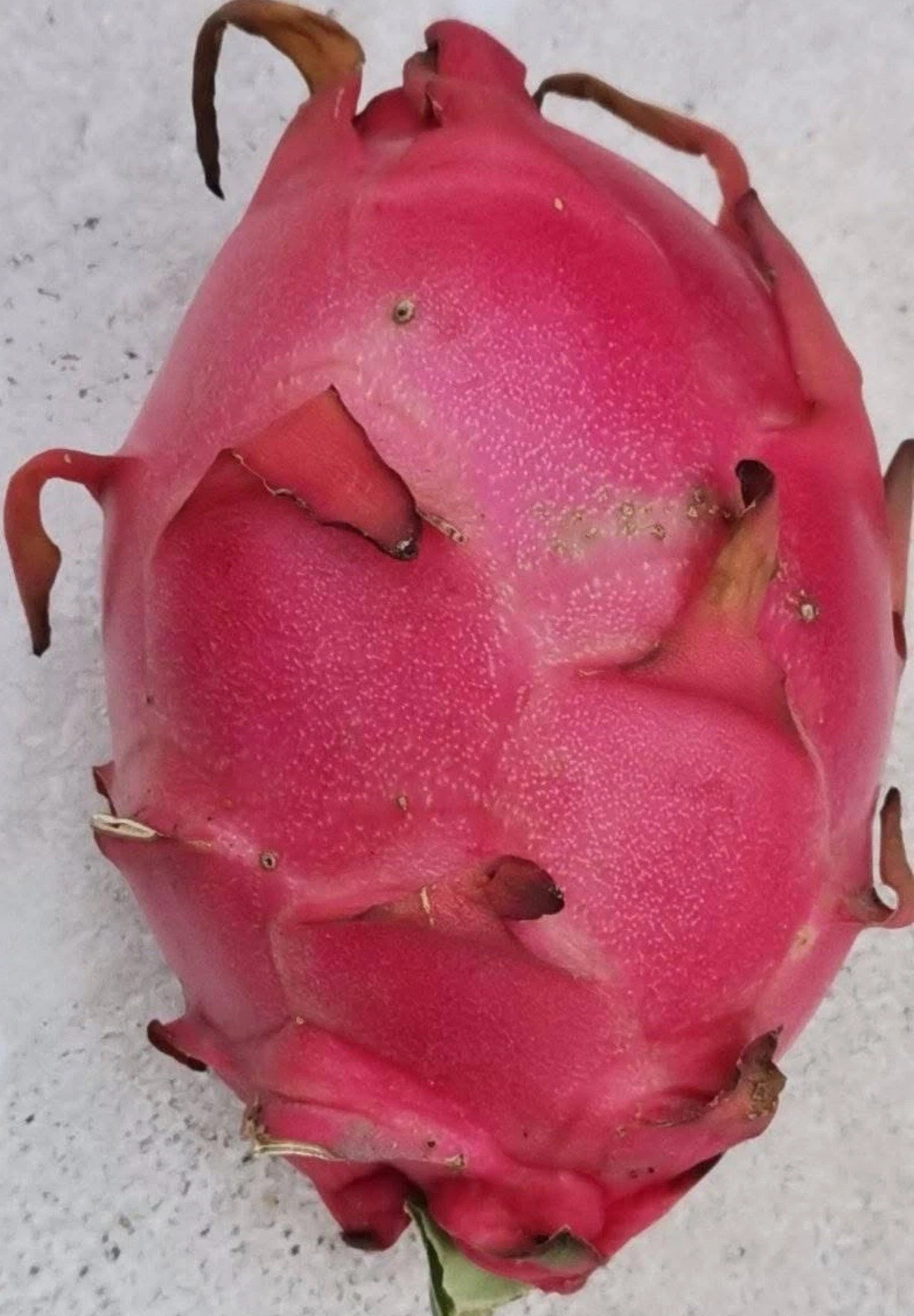 Royal Red Dragon Fruit Cuttings – 8-12 Inch Live Unrooted Selenicereus/Hylocereus Cactus for Propagation