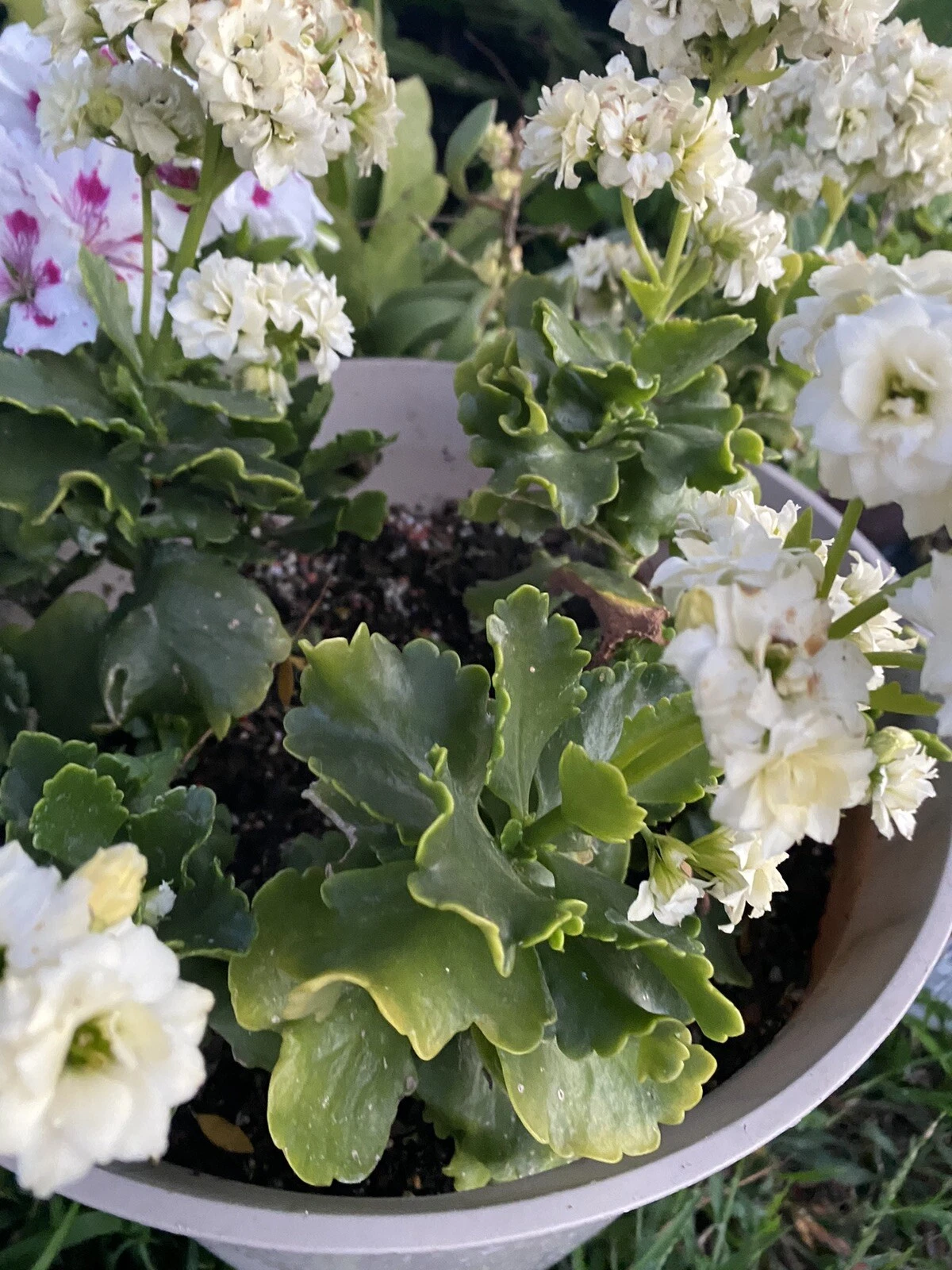 White Kalanchoe Cuttings - Unrooted Succulent Propagation Kit, Kalanchoe blossfeldiana, Indoor/Outdoor Plant