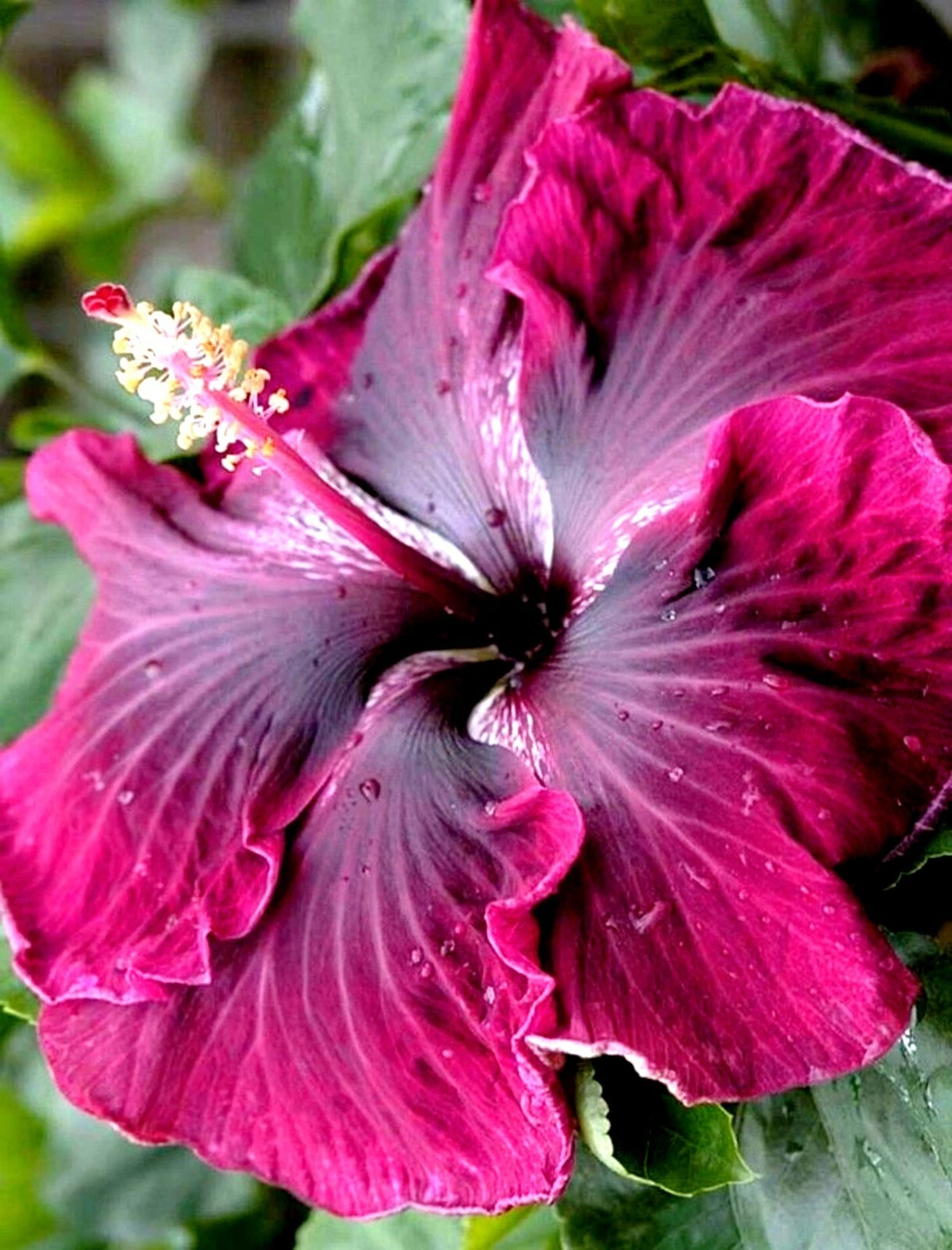 Hibiscus moscheutos Rose Mallow Starter Cuttings Set of 7 Live Hardy Perennial Propagation