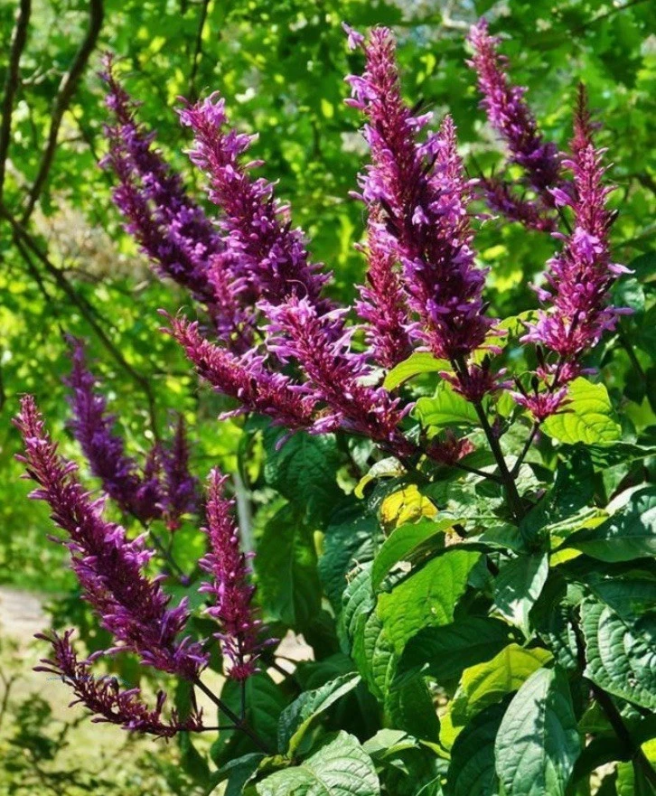 Lavender Sensational Live Starter Plant – Fragrant Perennial Herb for Garden Beds & Containers – Lavandula x intermedia