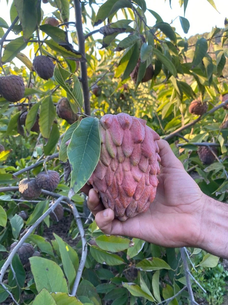 Red Geffner Atemoya Scion Cuttings – 3 Unrooted Dormant Grafting Fruit Tree Propagation