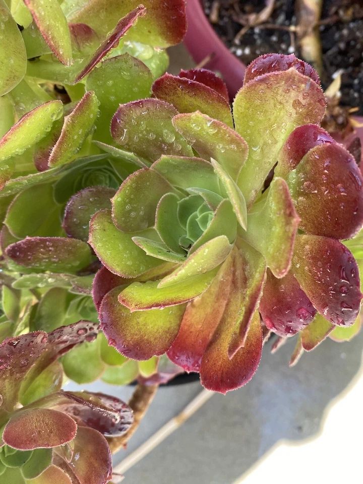 Aeonium Blushing Beauty Succulent Cuttings – 2 Unrooted Rosette Stem Clippings, 4-6 Inches, Pink Edges, Hybrid Aeonium