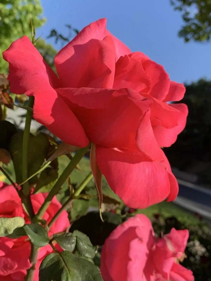 Dark Pink Fragrant Rose Cuttings – 5 Fresh Large Bloom Garden Rose Stems for Planting