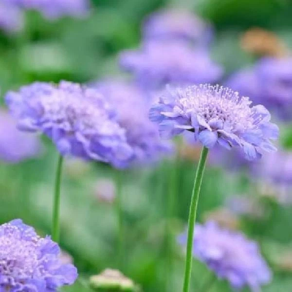 Scabiosa Butterfly Blue Perennial Pincushion Flower Starter Plant Lavender-Blue, Garden Border & Container Plant