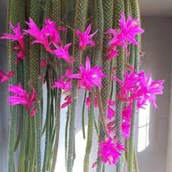 Rat Tail Cactus Cuttings 4 Pack Unrooted Aporocactus flagelliformis Trailing Cactus for Propagation