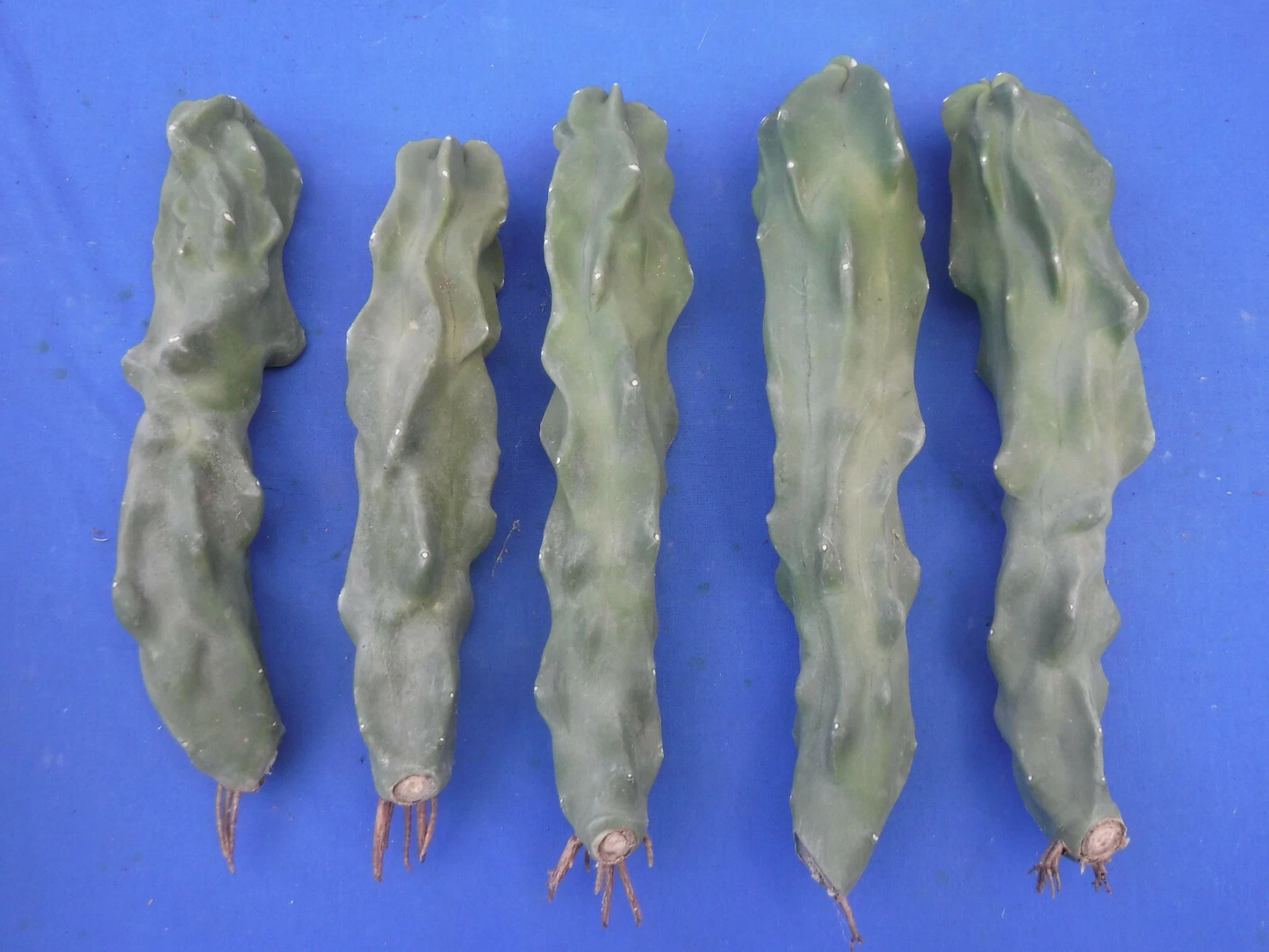 Unrooted Totem Pole Cactus Cutting 8-10 Inches Tall | Lophocereus schottii var. monstrosus Ornamental Columnar Cactus