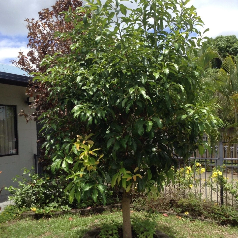 Cleopatra Avocado Scions - Unrooted Wax Dipped Grafting Cuttings for Persea americana Tree Propagation