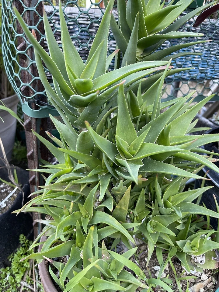 Climbing Aloe Ciliaris Unrooted Cuttings 3 Pack - Trailing Succulent Vine for Indoor & Outdoor Growing