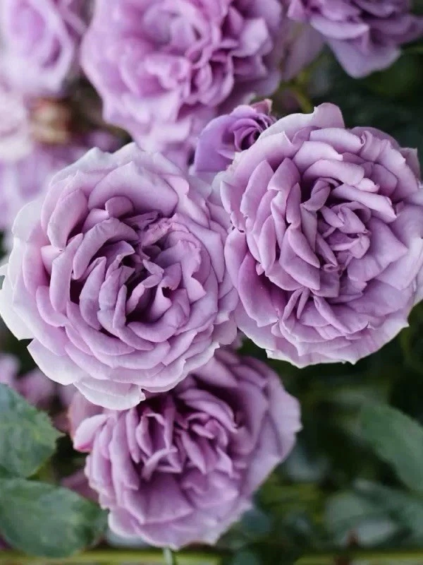 Live Quicksilver Climbing Rose Cuttings – 3 Unrooted 6-Inch Rose Propagation Cuttings Rosa spp.