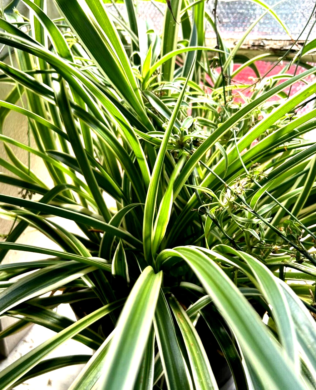 Live Green Spider Plant Cuttings - Reverse Variegated Pattern, 3 Rooted Chlorophytum comosum Indoor Houseplants