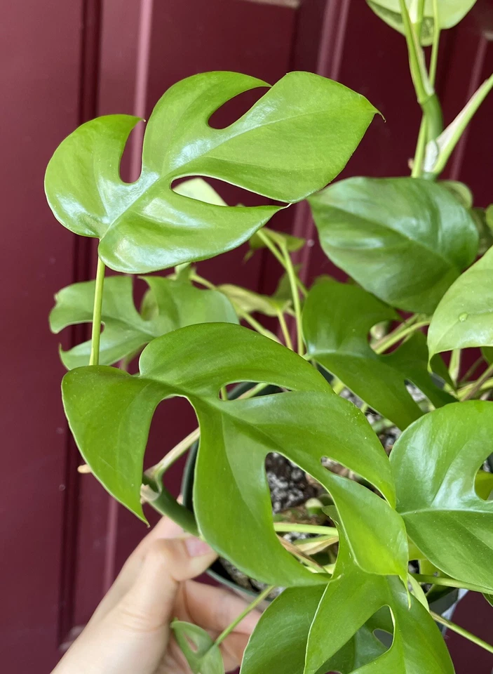 Rhaphidophora Tetrasperma Cuttings – Mini Monstera Propagation Unrooted 2 Cuttings with 2 Leaves & Nodes