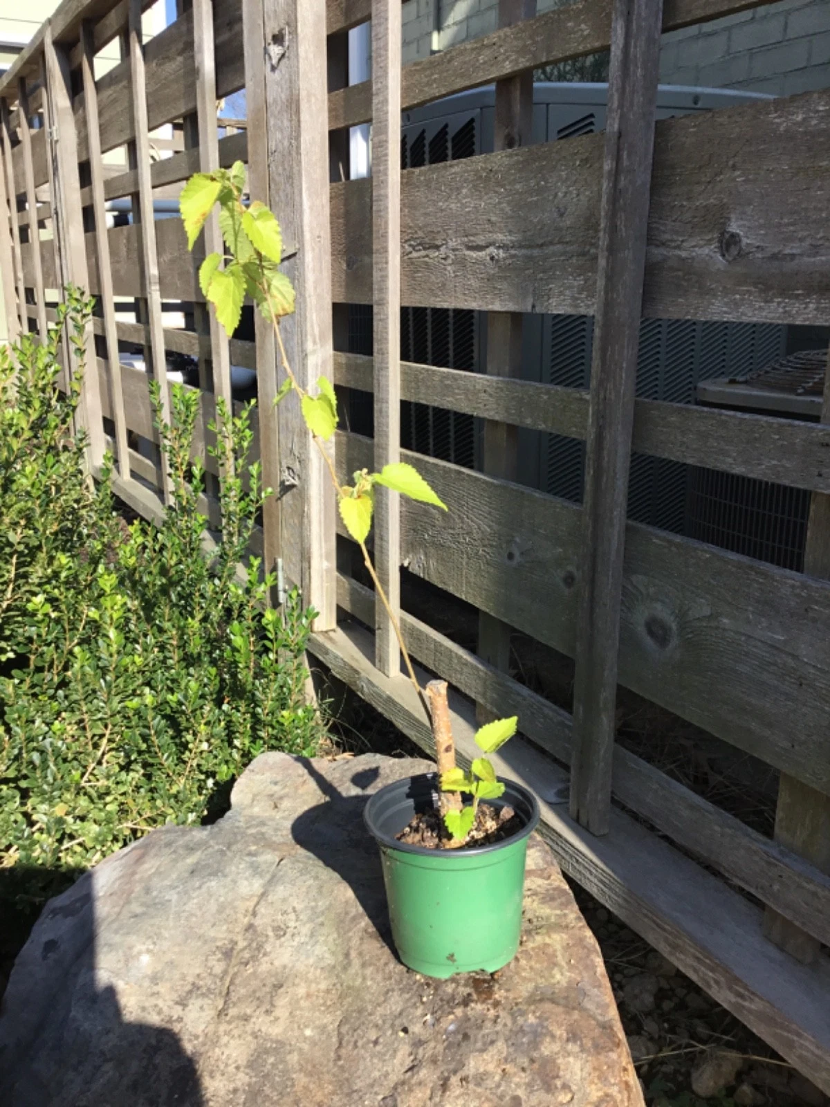 Everbearing Black Mulberry Tree Cuttings Morus nigra Dormant 6–17 Inch Unrooted for Propagation