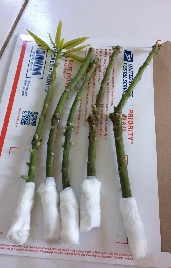 Mango Xoai Tuong Scions – 5 Elephant Mango Cuttings for Grafting Mangifera Indica