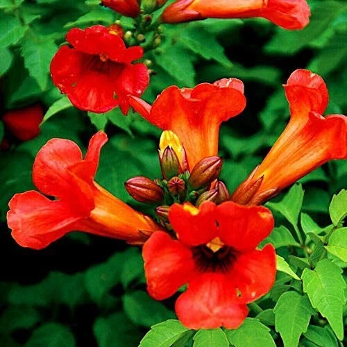 Red Trumpet Vine Cuttings - 10 Organic Campsis radicans for Hummingbird Gardens
