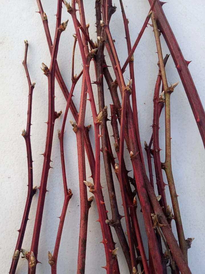 Maine Organic Blackberry Plant Cuttings - 15 Two Year Old Cold Hardy Bramble Canes for Home Gardens