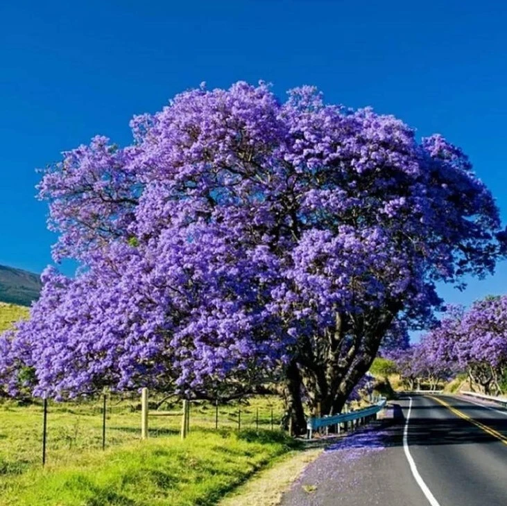 Blue Jacaranda Live Tree – 8-10 Inch Ornamental Flowering Tree Jacaranda mimosifolia, 1 Year Old