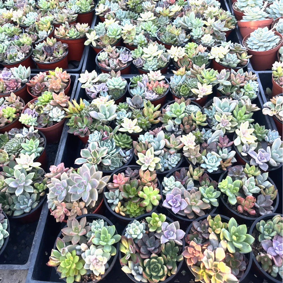 Live Succulent Plants Set 7-9 in 4-Inch Pots Assorted Indoor Mini Garden Varieties