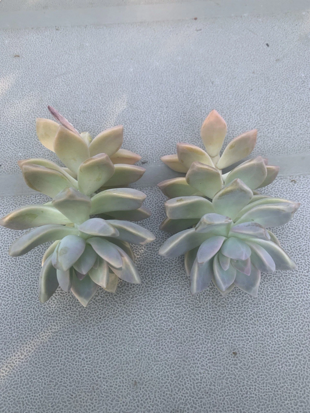 Ghost Plant Succulent Cuttings – 2 Live Graptopetalum paraguayense Cuttings for Propagation