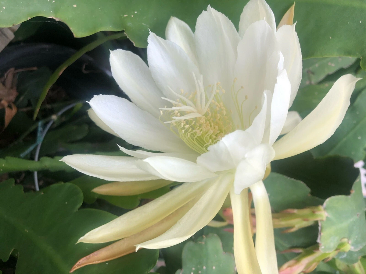 Epiphyllum Orchid Cactus White Shining Cuttings – 2 Live Unrooted Cuttings for Indoor Propagation