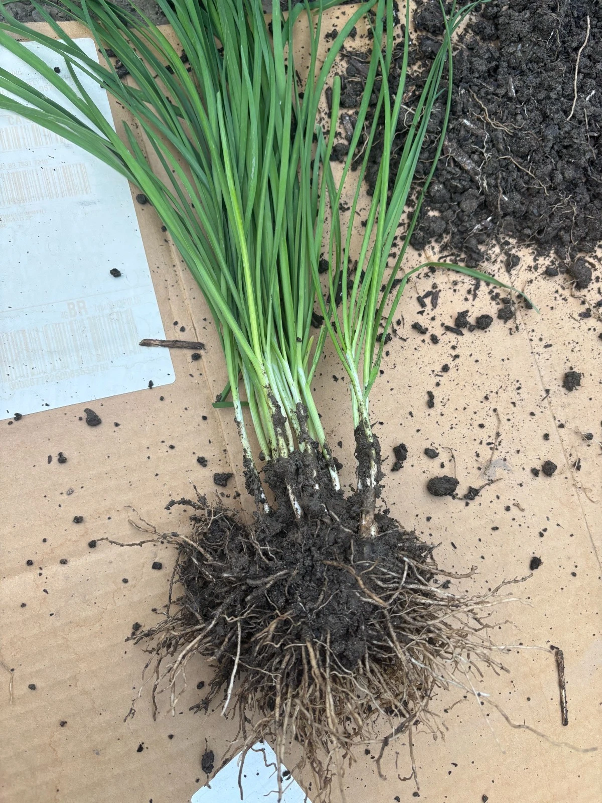 Garlic Chives Plants - 100 Live Bare Root Stalks Allium tuberosum for Garden Growing