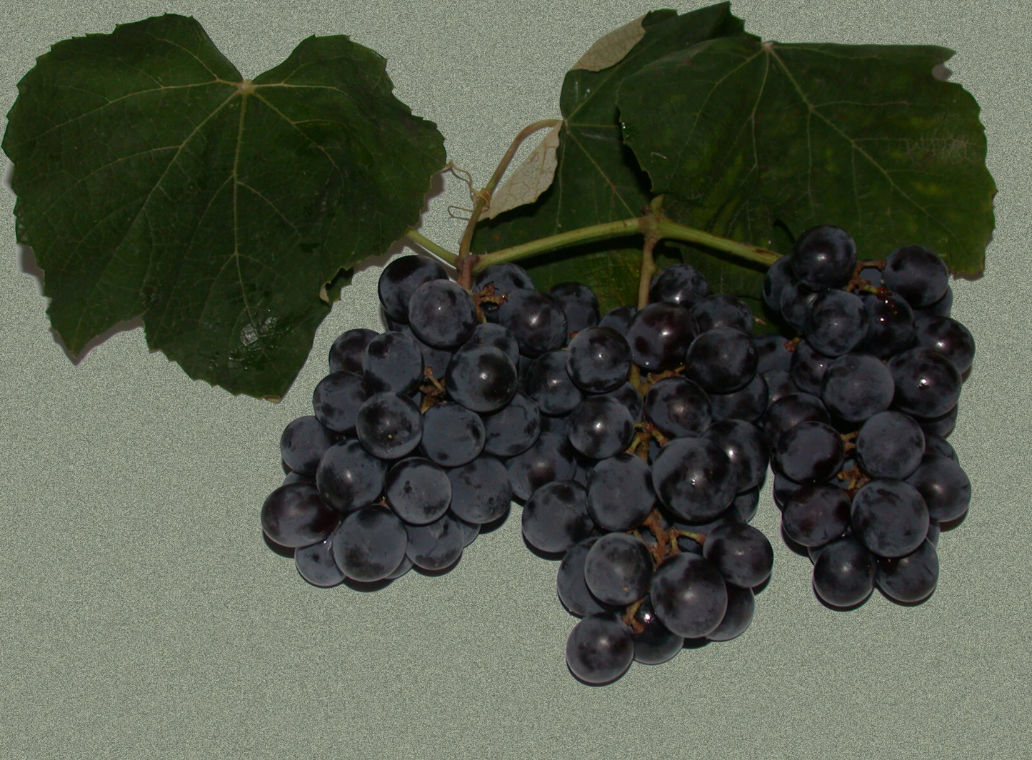 Isabella Grape Vine Cuttings – 10 Vitis labrusca Green Climbing Vines for Propagation, Fruit Garden, Outdoor Plant