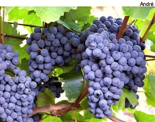 Andre Blue Grape Vine Cuttings – 30 Cold-Hardy Vitis Cuttings for Cool Climate Propagation