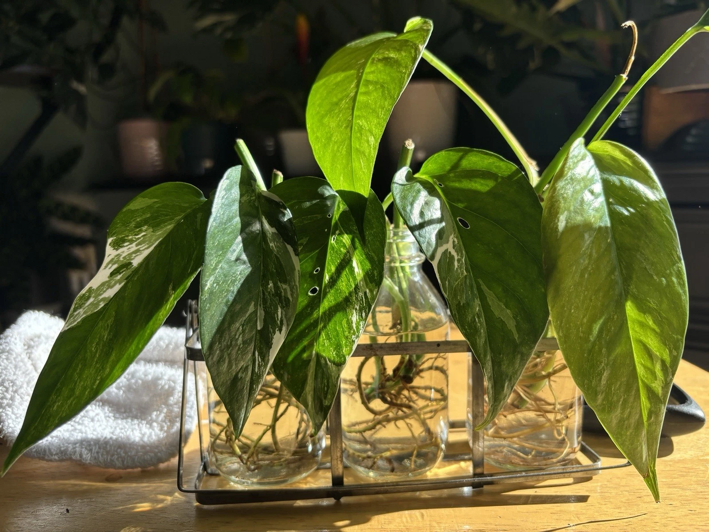 Epipremnum pinnatum Albo Variegated Cutting – Rooted Indoor Aroid Vine with White Variegation, Climbing Plant for Growing