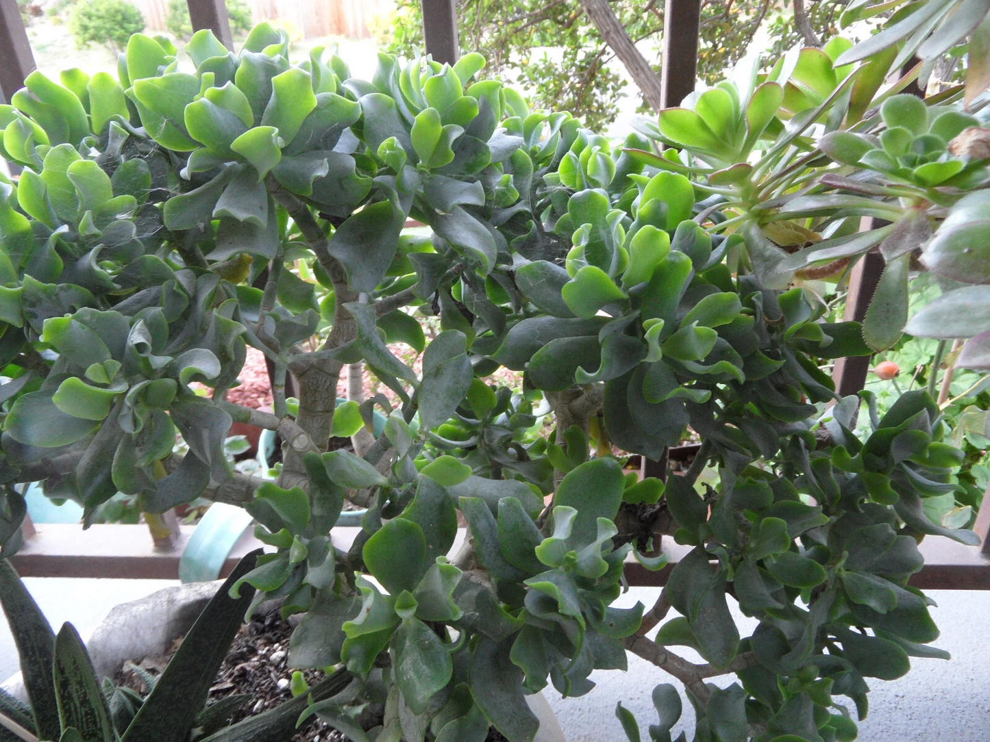 Ripple Jade Succulent Cuttings – 3 Crassula arborescens undulatifolia, 4-5" Curly Jade Stem, Easy Rooting Indoor & Outdoor Plant