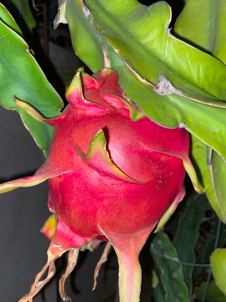 Dragon Fruit Cuttings 24–36" Live Climbing Cactus, Hylocereus Spp., High-Yield, Fast-Growing, Trellis, Green Stems